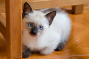 Продам сиамского котенка 200 тыс.