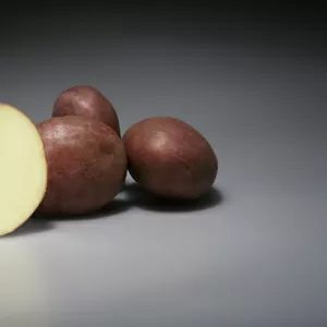 Семенной картофель немецкой селекции 