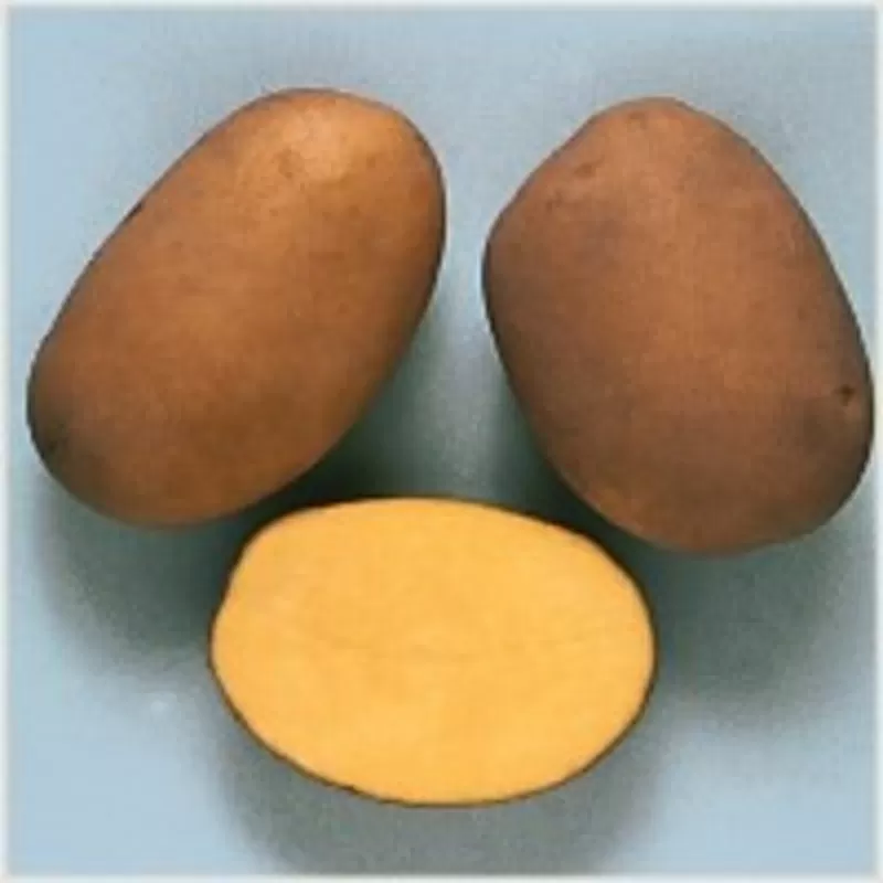 Элитные семена картофеля 
