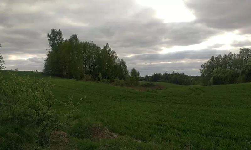 Участок-хутор с фундаментом окружённый берёзовой рощей