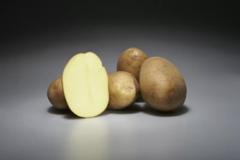 Семенной картофель немецкой селекции  2