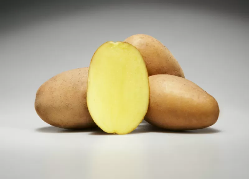 Семенной картофель немецкой селекции  3