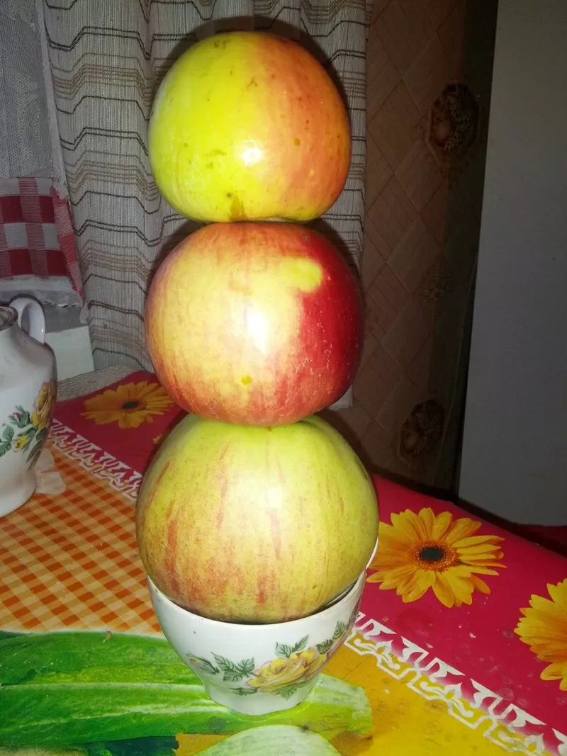 яблоки домашние